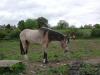 Horse at Killowen 2_thumb.jpg 2.4K